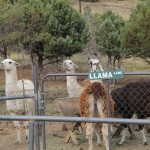 The Fossil Creek Creamery is also home to many Llamas who fleece is used for creating many things. 